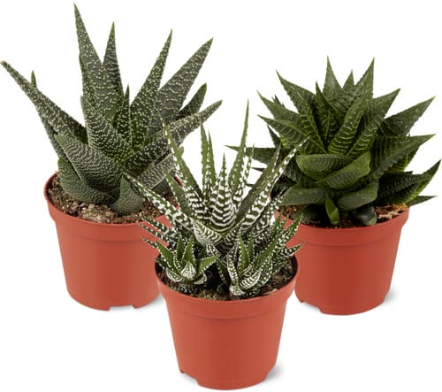 Haworthia fasciata, Topf Ø 8.5 cm