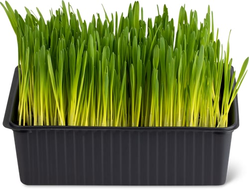 Bio De la région Ciotola d'erba gatta