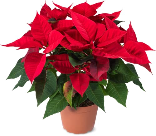 De la région Stella di Natale