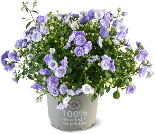 Campanula gefüllt blühend, Topf Ø 10 cm
