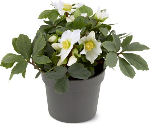 Christrose, Topf Ø 12cm