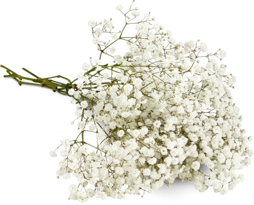 Gypsophila a fiori grandi