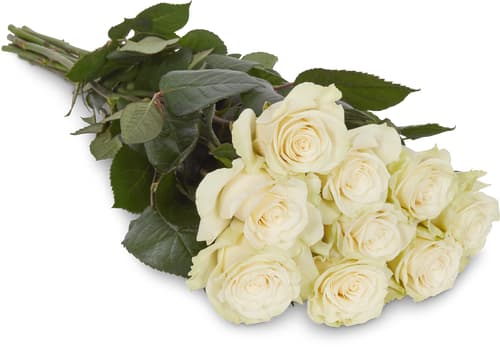 Fairtrade rose nobili crème