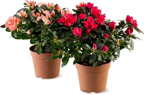 Azalea 12 cm
