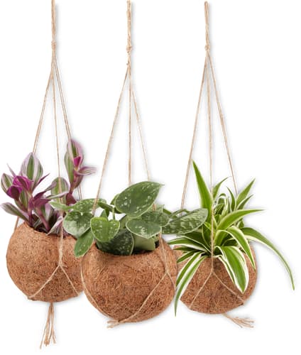 Kokodama Hanging Basket Plant Mix 12 cm