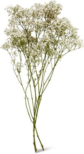 Gypsophila Million Star, Bund 3 Stück