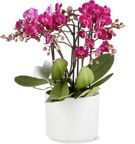 Orchidee con coprivaso