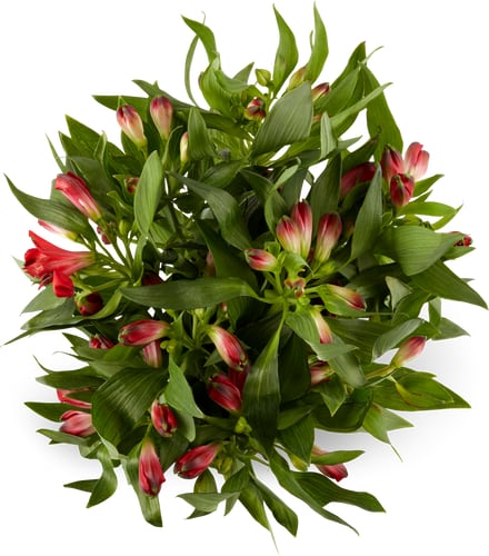 Alstroemeria