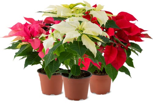 Étoile de noël 13cm