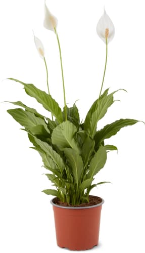 Spathiphyllum 17 cm