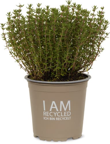 Bio Thymian, Topf Ø 13 cm