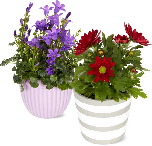 Bloomers Mini 6 cm in Planter