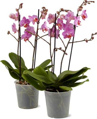 Phalaenopsis mulitfolra