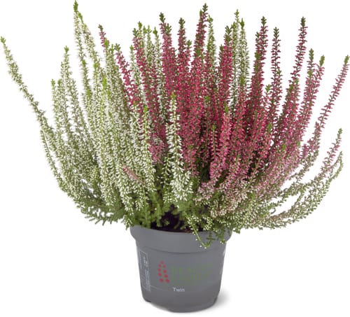 Calluna Twins 13cm