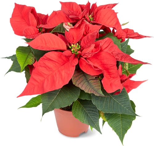 Poinsettia Red, Pot 13 cm