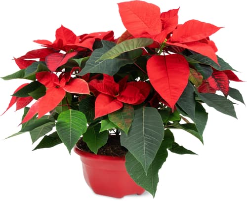 De la région Stella di Natale  17 cm