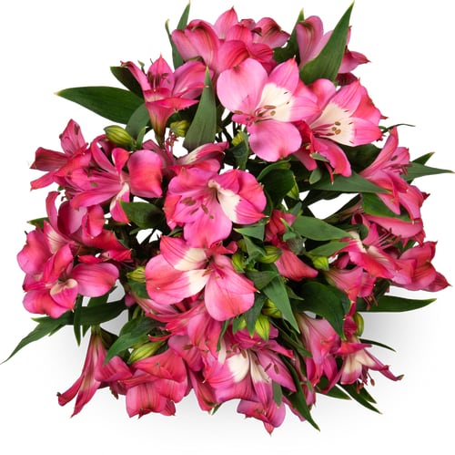 De la région Alstroemerie