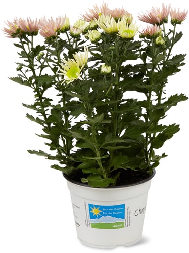 Chrysanthemen 14cm