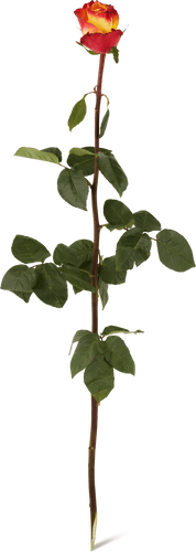 Rosa al pezzo giallo, rosso, 60 cm