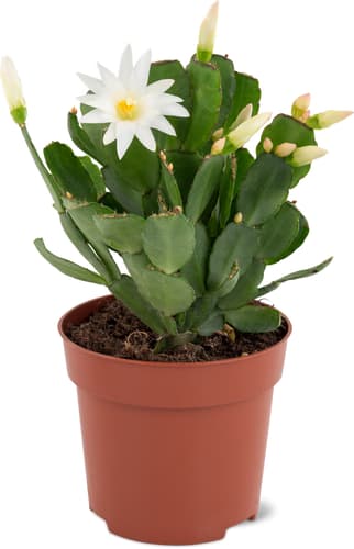 Rhipsalidopsis 11 cm