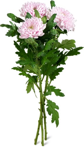 Chrysanthemen Deco, Bund 3 Stück