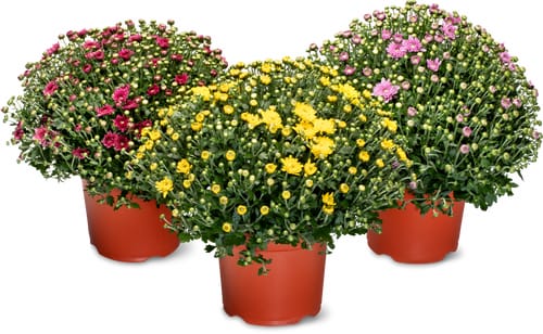 Chrysanthemen 19cm
