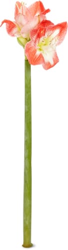 Amaryllis Stück, diverse Farben