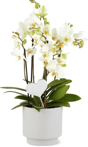 Orchidées en cache-pot