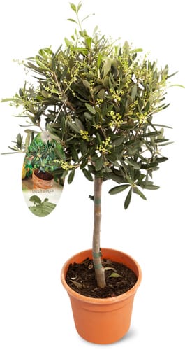 Olivenbaum 18cm