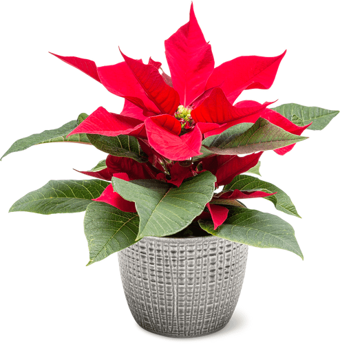 De la région Stella di Natale 6 cm con coprivaso