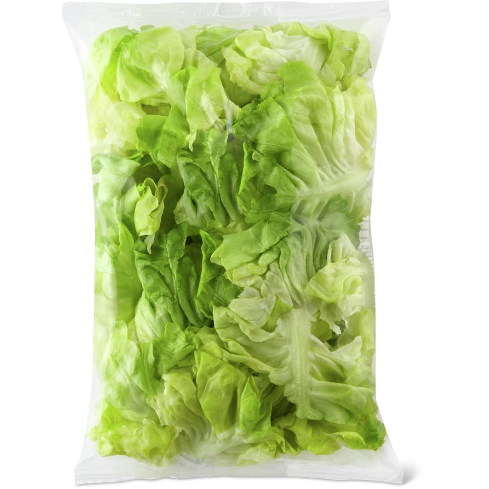 Kopfsalat XL