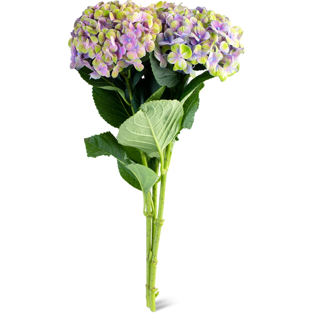 Migros Hortensien