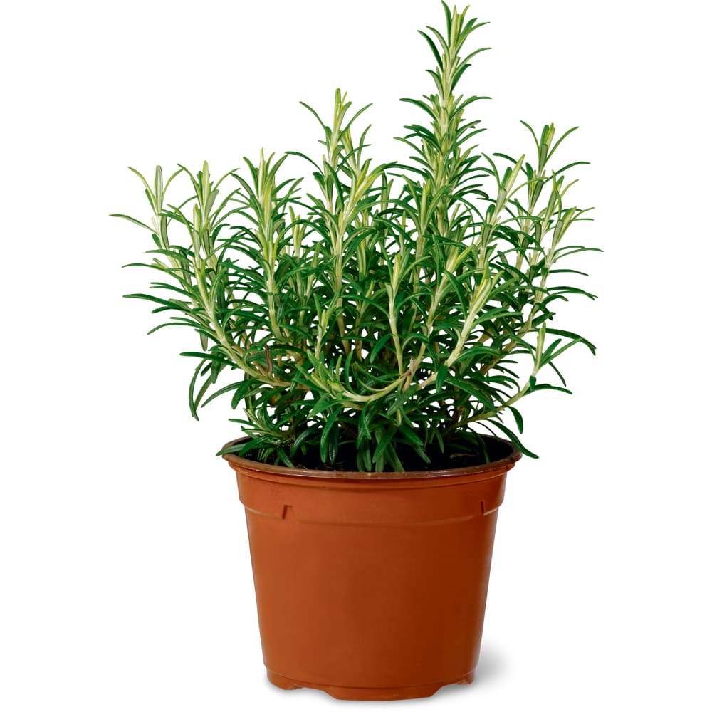 Rosmarin Aus der Region, Bio, 13cm