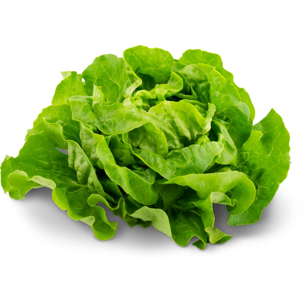 Migros Bio Kopfsalat grün