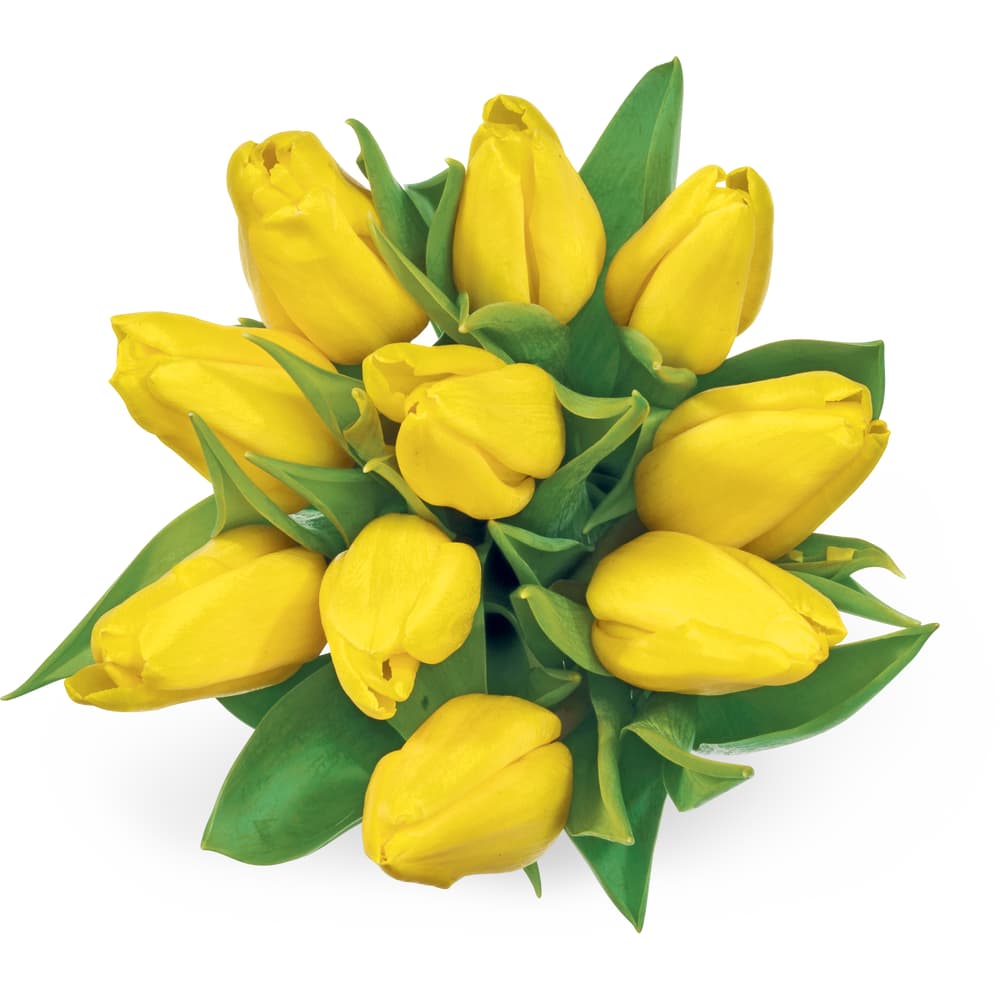Migros Tulpen