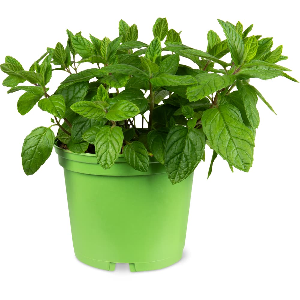 Minze Aus der Region, Bio, 13cm
