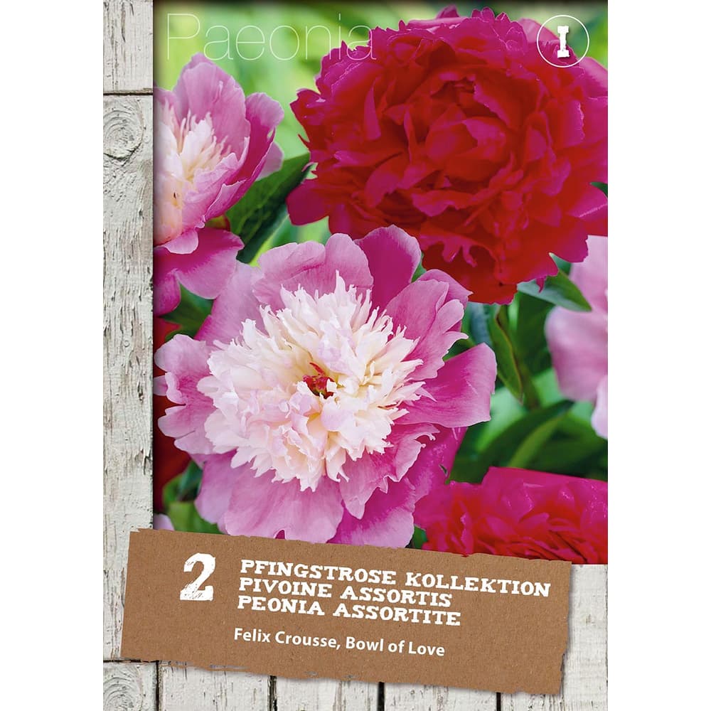 Dylon Maschinenfärbemittel Pfingstrose-Rosa – 2 X 350 G Pods, Für Baumwolle & Leinen, Bis 1,8 Kg Stoff