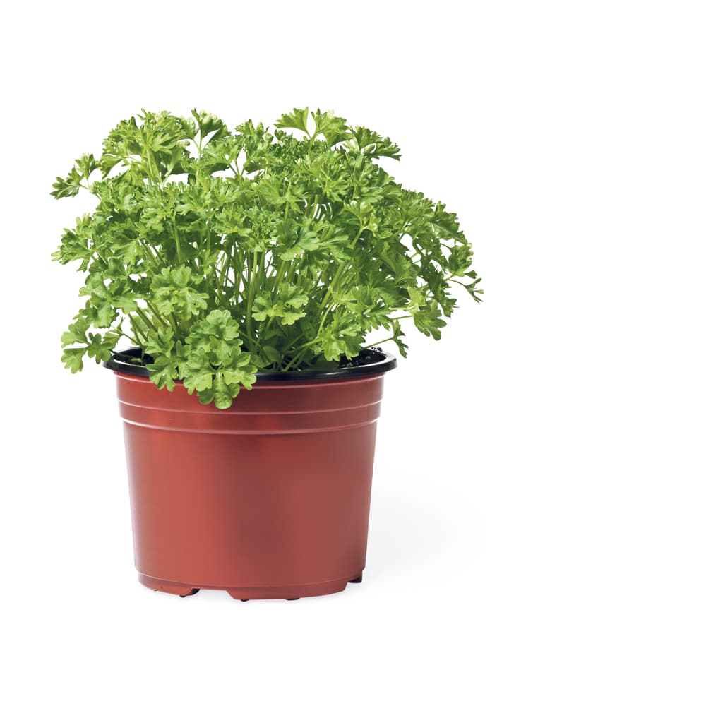 Petersilie gekraust Aus der Region, Bio, 13cm