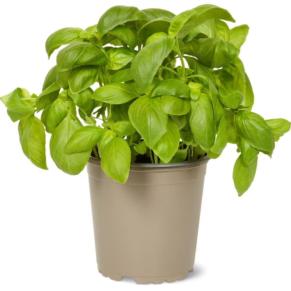 Basilikum Bio, 13cm