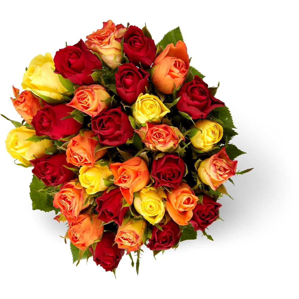 M-Classic Rosenzauber 30er Bund gelb-orange-rot