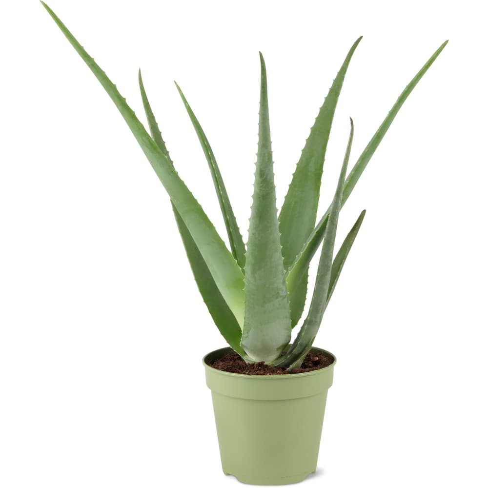 Aloe vera  Topf 15ccm  Migros