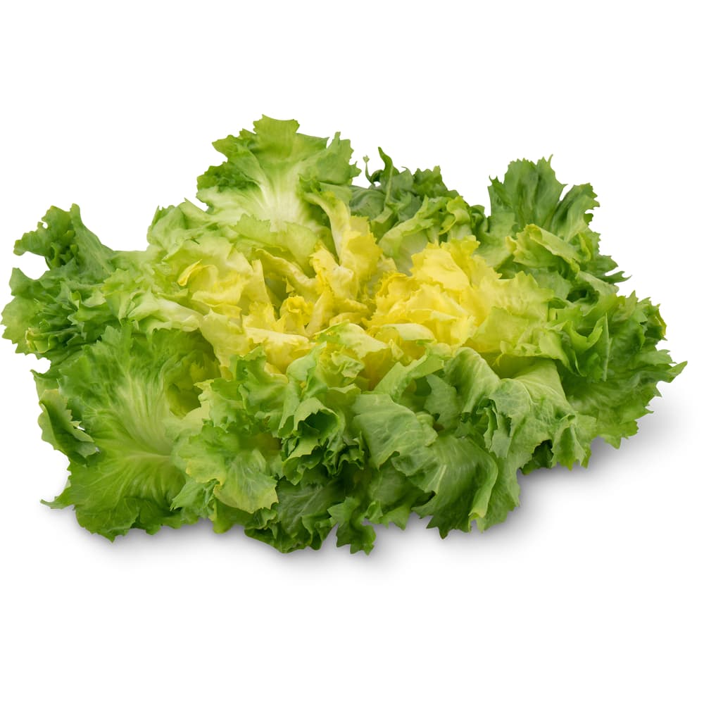 Migros Bio Endiviensalat Scarole Lavata