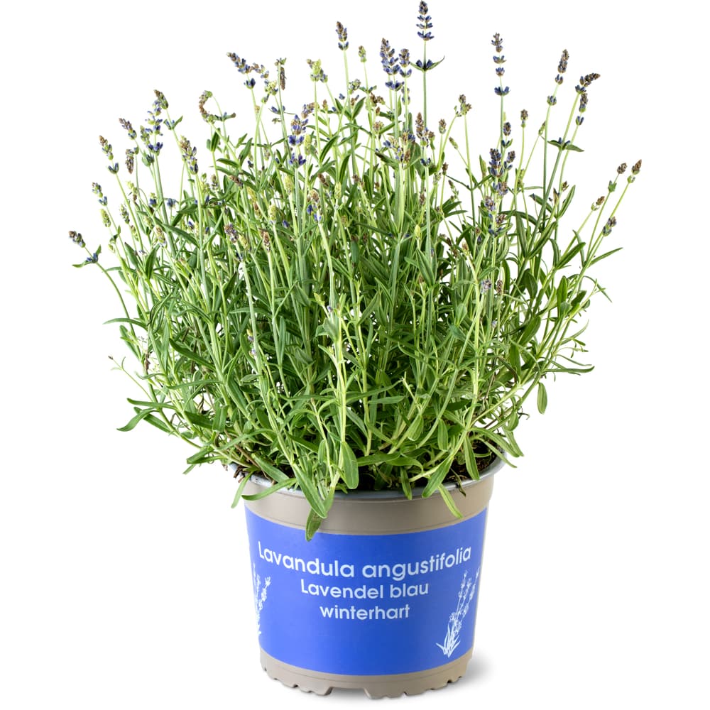 Lavendel Hidcote 17cm
