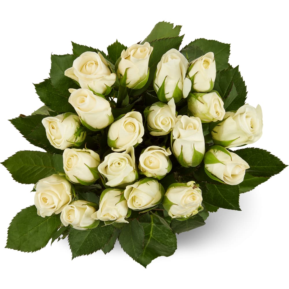 M-Classic Minirosen weiss