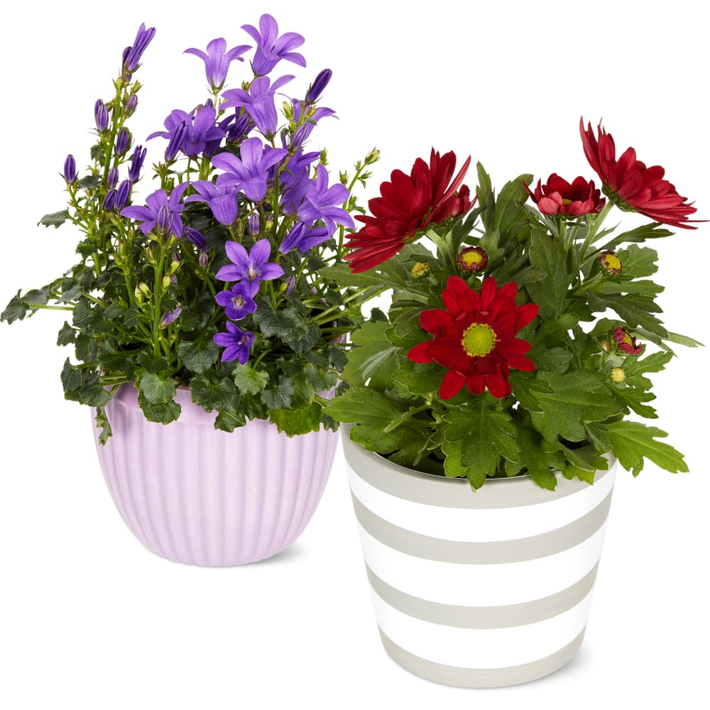 Blühpflanzen · mini 6cm im Übertopf • Migros