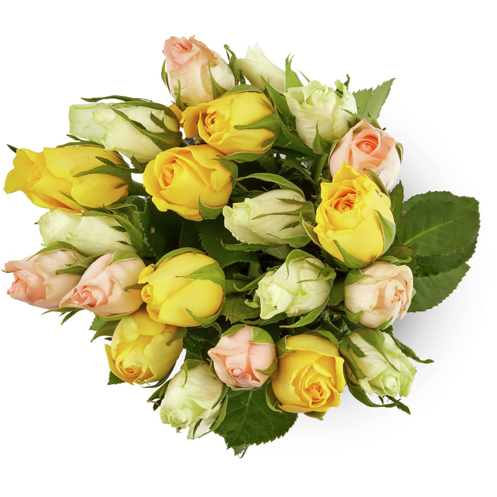 M-Classic Minirosen 40cm