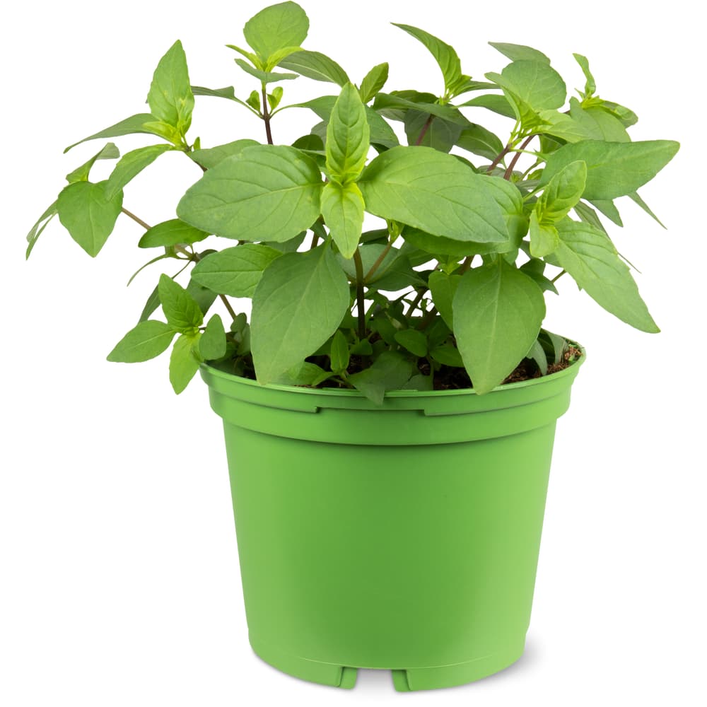 Basilikum Aus der Region, Bio, 13cm