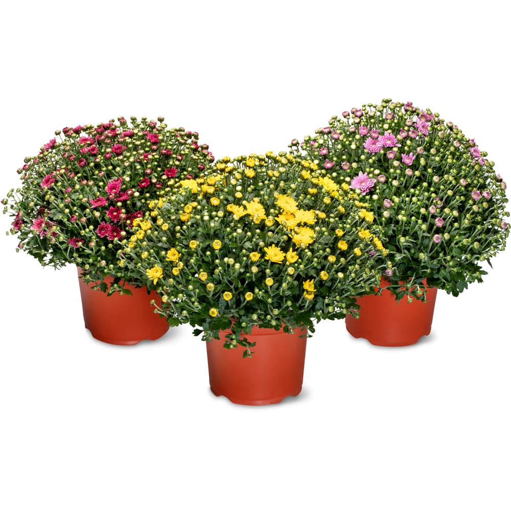 Chrysanthemen  Aus der Region, 19cm  Migros