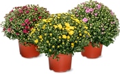 Chrysanthemen