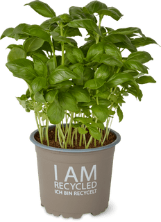 Bio Basilico in vaso